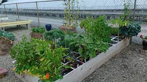 Raised Bed Gardening