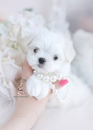 teacup and toy maltese puppies teacup