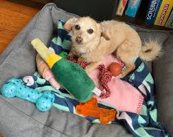 how to clean your dog s toys pooches
