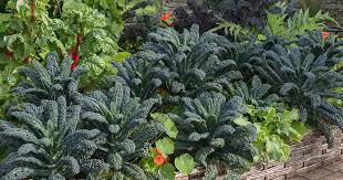 companion plants to grow with kale