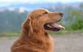 Your veterinarian will be able to spot problems, and will work with you to set up a. Golden Retriever Rescues In The United States And Canada
