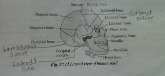 The bones of the head are divided into two parts: How Many Bones Are Present In The Human Skull How Many Bones Are Facial And Cranium Quora