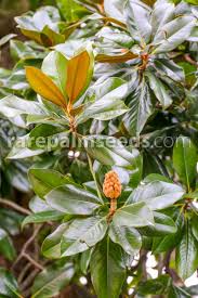 The term is also used for the flower of any of these plants. Magnolia Grandiflora Southern Magnolia Buy Seeds At Rarepalmseeds Com