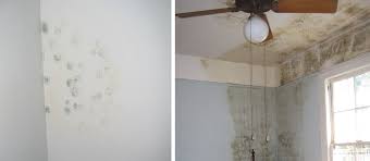 Removing Mould From Walls How To