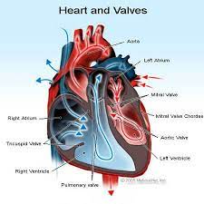 Mitral valve prolapse (mvp) is a condition in which the heart's mitral valve doesn't work well. Mitral Valve Prolapse Symptoms Anxiety Treatment Surgery