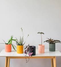 where to plant pots in singapore