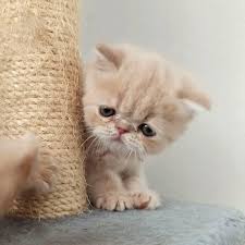 Our goal is to produce exotic british shorthair kittens for adoption that are not only unique and beautiful, but healthy and happy as well. Reign Snoopy Cattery Text Us 406 624 5835 Exotic Shorthair Easy To Groom