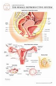 Body Scientific International Post It Anatomy Of Female