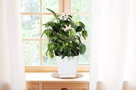 how to grow a jasmine plant indoors