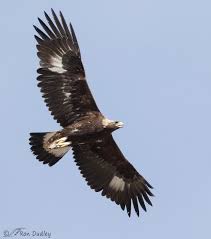 golden eagle in overhead flight