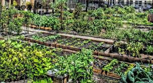 How To Start A Community Garden In Your