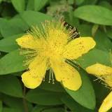 Image result for how tall does hypericum grow