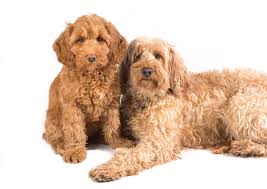 ultimate labradoodle size guide