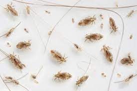 treat and eliminate head lice