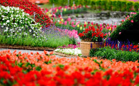 flowers garden hd wallpapers free for