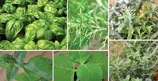 Top 10 Herbs For Your Kitchen English