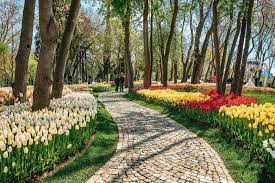 emirgan park tulip festival grove in