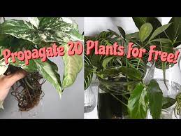 20 Easy Houseplants To Propagate 20
