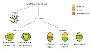 Types of Vascular Bundles in Plants