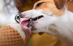 which-ice-cream-is-best-for-dogs