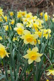 how to plant daffodils the kokoro garden