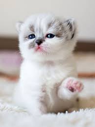 See more of cute cats on facebook. 200 Cute Cat Names For Every Kind Of Kitty Daily Paws