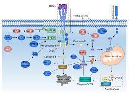 Avis laissé le 1 mai 2017. Biomolecules Free Full Text Overcoming Trail Resistance For Glioblastoma Treatment Html