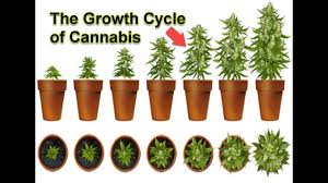 34 Rational Grow Chart Weed