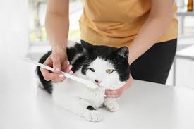 Start with just the large canine teeth in the front of their mouth. How To Brush Your Cat S Teeth The Scaredy Cat Hospital