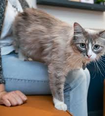 8 Ways To Reduce Cat Shedding Bond Vet