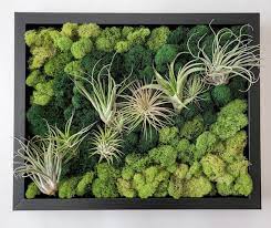 Air Plant And Reindeer Moss Living Wall