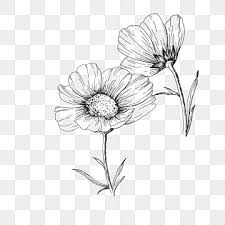 flower sketch png vector psd and