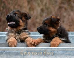 Almost 9 week old german shepherd puppies, vet checked as well as first inoculation and deworming done. Long Coat German Shepherd Puppies Dog Breeds German Shepherd Puppies Shepherd Puppies