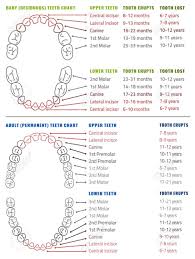 Baby And Adult International Tooth Arrival Chart Vector Illustration