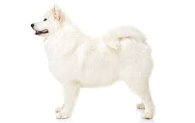 Samoyed Dog Breed Information Pictures Characteristics
