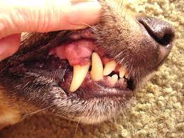 pale gums in dogs what does it mean