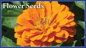 Garden Seed Vegetable Garden Seed