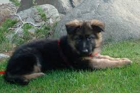 If you're on a tight budget and you want inexpensive gsds, you may obtain a gsd from animal shelters and rescue organizations. German Shepherd Puppy Prices 2021 Guide