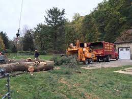 Tree removal services in your area. Trees Services Near Me Palm Beach County Tree Trimming And Tree Removal Services