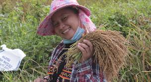 Rice entrepreneurship building resilience through pandemic