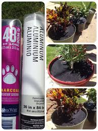 Pet Proof Potted Plants If Your Dogs