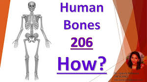 Human back bone chart back bones diagram human anatomy. How Many Bones Are In The Human Body How Many Bones Are In Your Body Bones In Human Body Youtube