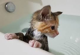The bath area should be warm and draft free. How To Bathe Your Cat Cat Daily News