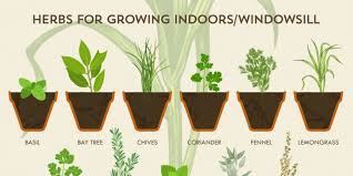 How To Grow Herbs Simplemost