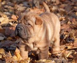 guide to miniature shar pei puppies