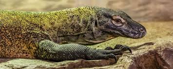 The komodo dragon is the world's largest lizard. Aprenda Tudo Sobre Dragoes De Komodo Com Estas 15 Curiosidades Sobre Eles Mega Curioso
