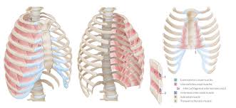 In the anatomical position, the angles align with the medial border of the scapula. Chest Wall Amboss