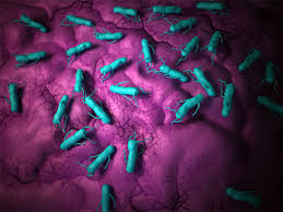 Most Common Foodborne Pathogens