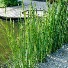 Horsetail Rush Shallow Water Plant – Chalily Ponds & Gardens