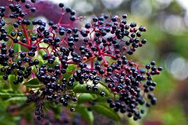 Image result for berry bushes